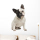 French Bulldog 18 Months Wall Decal