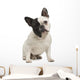French Bulldog 18 Months Wall Decal