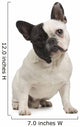 French Bulldog 18 Months Wall Decal