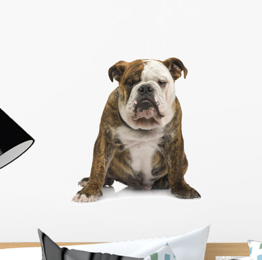 English Bulldog 6 Months Wall Decal
