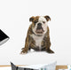English Bulldog 6 Months Wall Decal