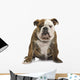 English Bulldog 6 Months Wall Decal