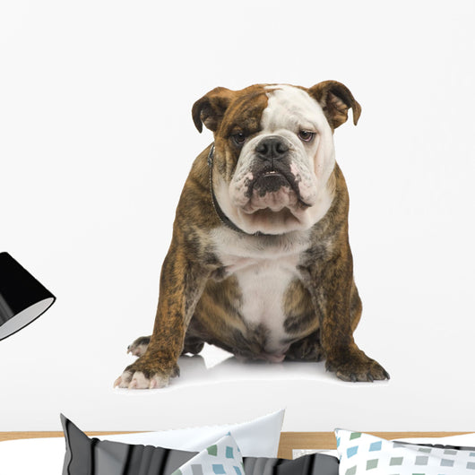 English Bulldog 6 Months Wall Decal