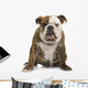 English Bulldog 6 Months Wall Decal