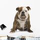 English Bulldog 6 Months Wall Decal