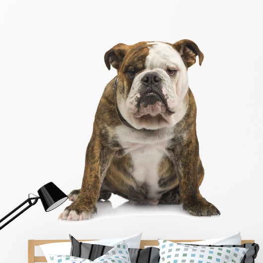 English Bulldog 6 Months Wall Decal