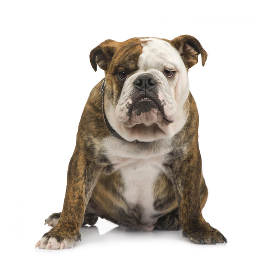English Bulldog 6 Months Wall Decal