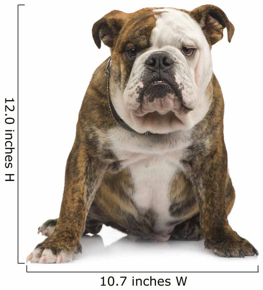 English Bulldog 6 Months Wall Decal