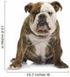English Bulldog 6 Months Wall Decal