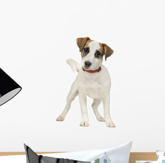 Jack Russell 5 Months Wall Decal