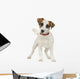 Jack Russell 5 Months Wall Decal