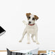 Jack Russell 5 Months Wall Decal