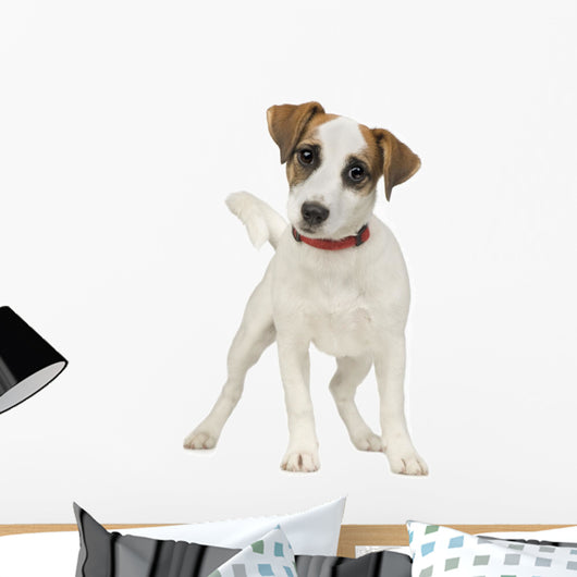Jack Russell 5 Months Wall Decal