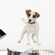 Jack Russell 5 Months Wall Decal