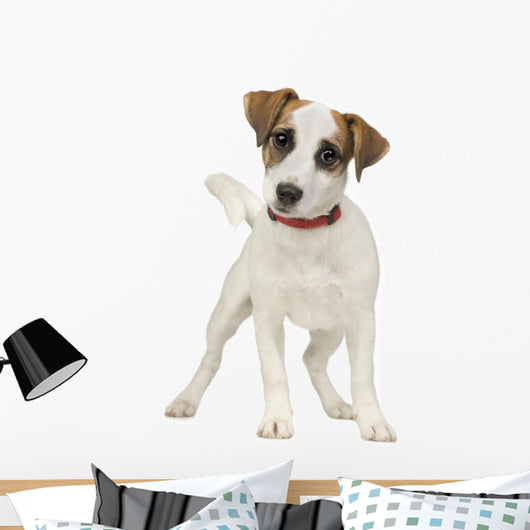 Jack Russell 5 Months Wall Decal