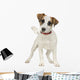 Jack Russell 5 Months Wall Decal