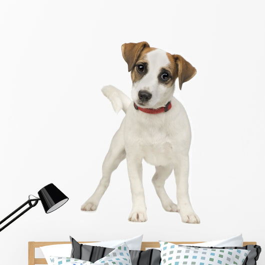 Jack Russell 5 Months Wall Decal