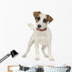 Jack Russell 5 Months Wall Decal