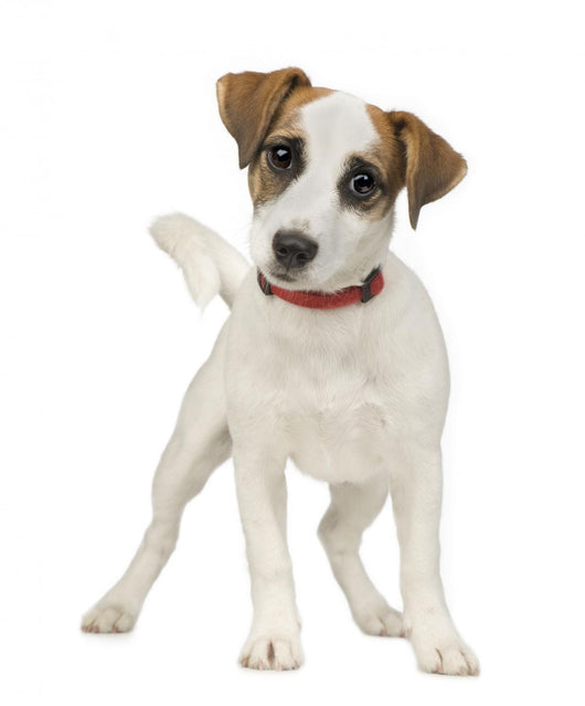 Jack Russell 5 Months Wall Decal