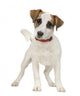 Jack Russell 5 Months Wall Decal