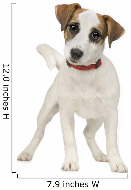 Jack Russell 5 Months Wall Decal