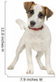 Jack Russell 5 Months Wall Decal