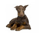 Doberman Pinscher 4 Months Wall Decal