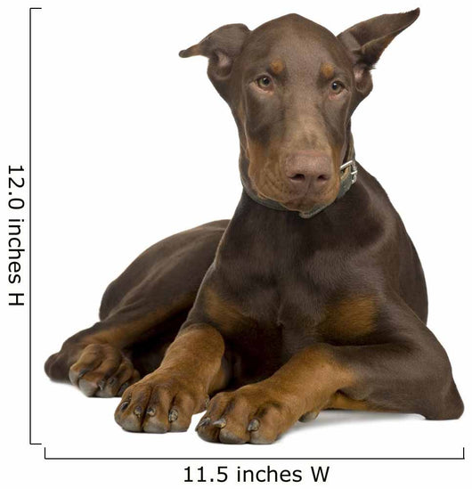 Doberman Pinscher 4 Months Wall Decal