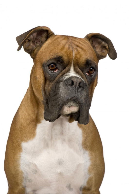 Boxer Wall Decal
