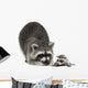 Raccoon and Her Baby Wall Decal