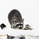 Raccoon and Her Baby Wall Decal