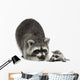 Raccoon and Her Baby Wall Decal