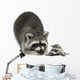 Raccoon and Her Baby Wall Decal