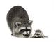 Raccoon and Her Baby Wall Decal