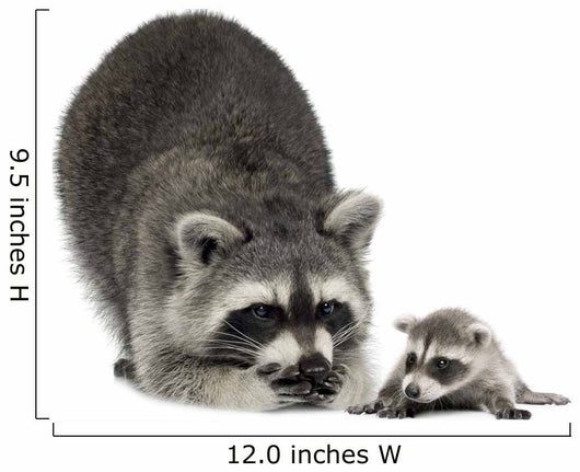 Raccoon and Her Baby Wall Decal
