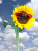 Sunflower with Pink Sunglasses Wall Decal