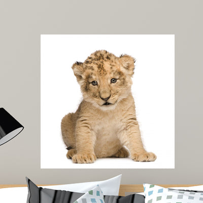 Lion Cub 6 Weeks Wall Decal shown on a wall