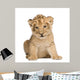 Lion Cub 6 Weeks Wall Decal