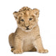 Lion Cub 6 Weeks Wall Decal