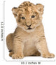 Lion Cub 6 Weeks Wall Decal