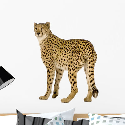 Three Fourths Cheetah Wall Decal shown on a wall