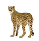 Three Fourths Cheetah Wall Decal