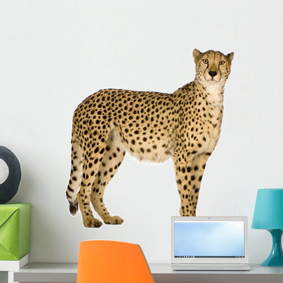 Standing Side Cheetah Wall Decal shown on a wall