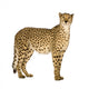 Standing Side Cheetah Wall Decal