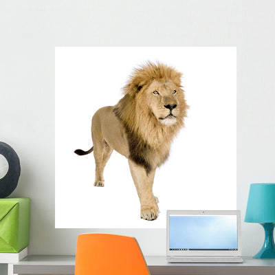 Male Lion Wall Decal shown on a wall