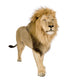 Male Lion Wall Decal