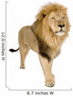 Male Lion Wall Decal
