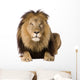 Alert Male Lion Wall Decal