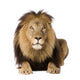 Alert Male Lion Wall Decal