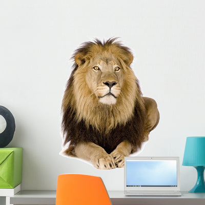 Lion 4 and Half Wall Decal shown on a wall